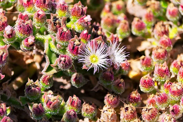 Mesembryanthemum Crystallinum Prostrate Succulent Plant Pacific Coast Highway Malibu California — Stock Photo, Image