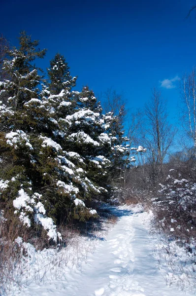 Снег Покрыл Сосны Заповеднике Дикой Природы Литчфилд Хиллс Личфилд Коннектикут — стоковое фото