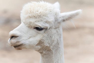 Massachusetts 'teki Martha' s Vineyard 'da geçmişi bulanık bir çiftlikte beyaz bir alpaka.. 