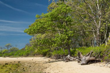Dead tree stumps and sandy beach within the Felix neck wildlife sanctuary in Edgartown Massachusetts on Martha's Vineyard.