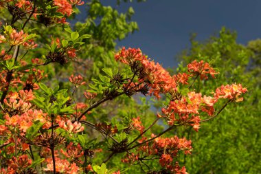 Güzel bir alev açelyası, Rhododendron austrinum, yeşil ağaçların ve mavi gökyüzünün bulanık arka planında çiçek açıyor..