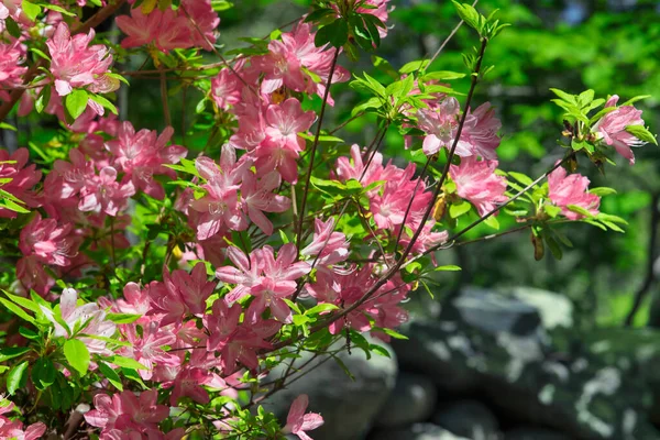Цветущие Розовые Азалии Полном Расцвете Конце Весны Винограднике Марты — стоковое фото