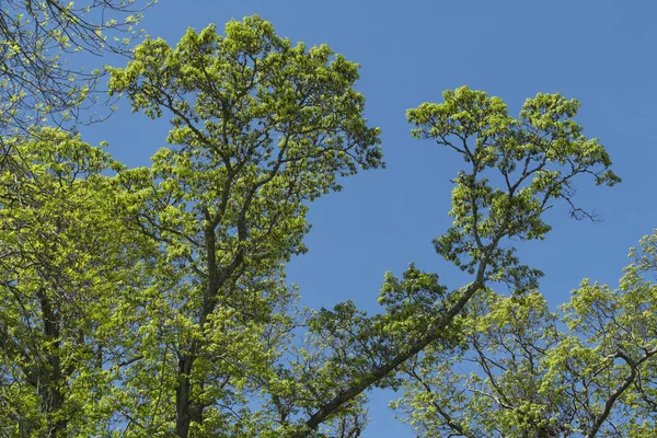 Leaves emerging late spring on trees on martha\'s vineyard massachusetts on a blue sky sunny day.