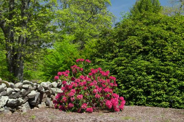 Güneşli bir günde Martha 's Vineyard Massachusetts' te bir kaya duvarının yanında çiçek açan kırmızı bir orman..