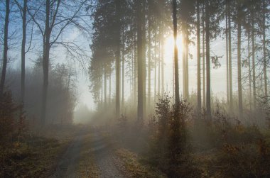 Ormanda sisli bir sabah, güneşten kavrulan...