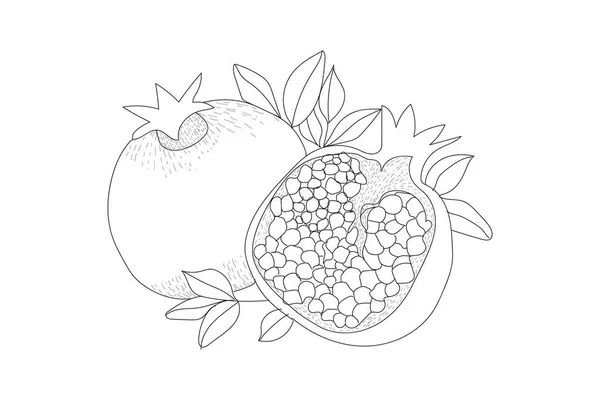 Hand drawn Pomegranate vector for coloring books. Linear Pomegranate in vintage style. One and a half Pomegranate fleshed guava fruits are isolated against a white background.