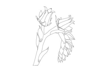 Hand drawn Echeveria flower for coloring page on black and white.