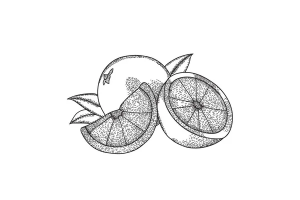 El çizimi vektör portakalları. Turuncu çizim vektörü çizimi. Klasik stil