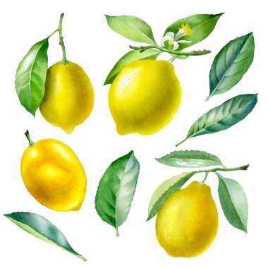 Limon. Botanik suluboya izole edilmiş.