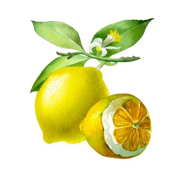 Limon. Botanik suluboya izole edilmiş.