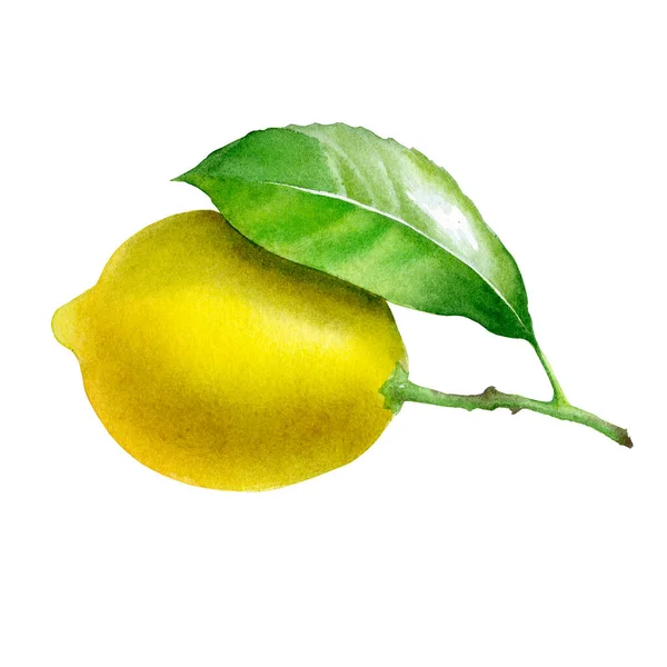 Lemon. Acquerello botanico isolato illustrazione. — Foto Stock