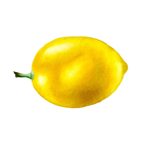 レモン。植物水彩分離図. — ストック写真