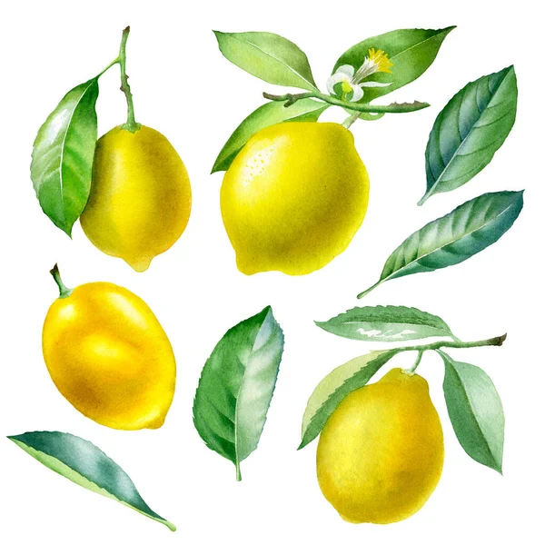 Zitrone. Botanisches Aquarell isolierte Illustration. — Stockfoto