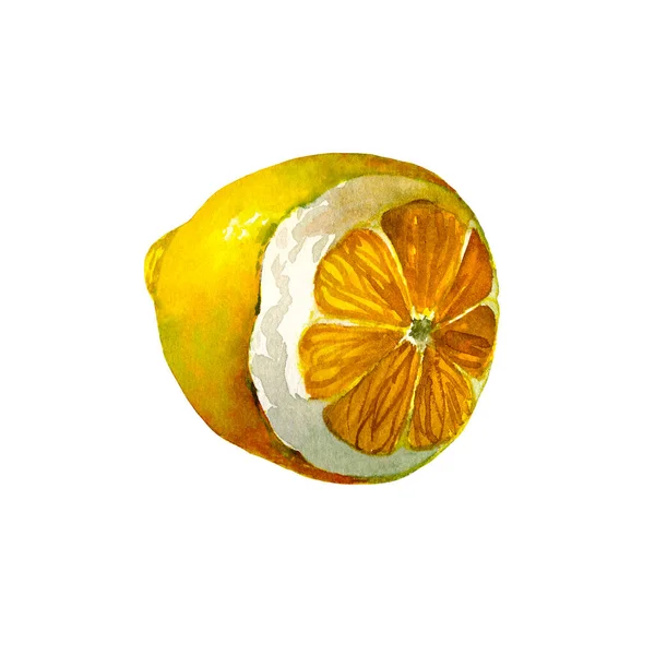 Lemon. Botanická akvarel izolované ilustrace. — Stock fotografie