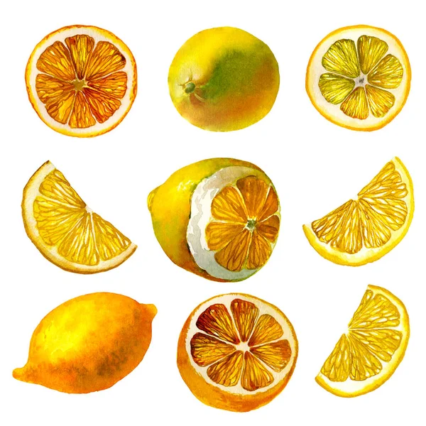 Citron. Illustration botanique aquarelle isolée. — Photo