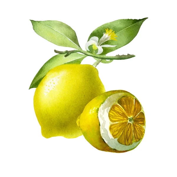 柠檬。植物性水彩画隔离插图. — 图库照片