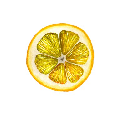 Limon. Botanik suluboya izole edilmiş.