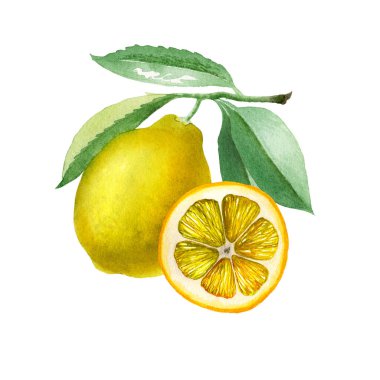 Limon. Botanik suluboya izole edilmiş.