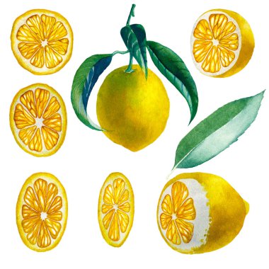 Limon. Botanik suluboya izole edilmiş.