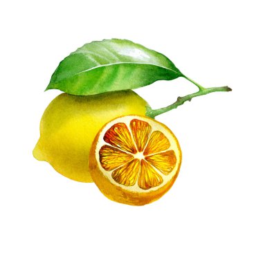 Limon. Botanik suluboya izole edilmiş.