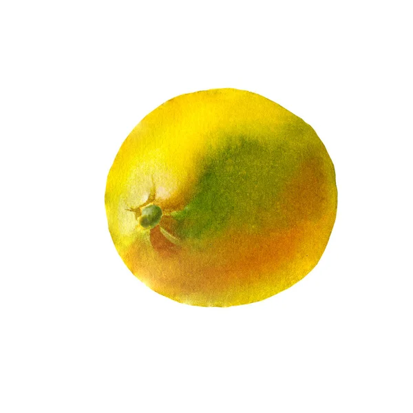 Lemon. Botanická akvarel izolované ilustrace. — Stock fotografie