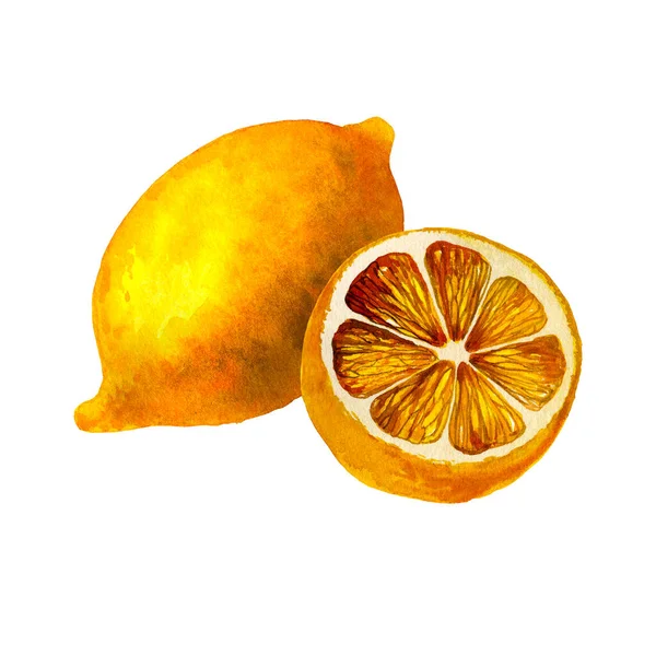 柠檬。植物性水彩画隔离插图. — 图库照片