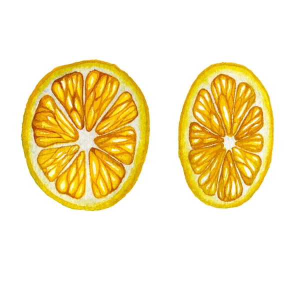 Lemon. Botanická akvarel izolované ilustrace. — Stock fotografie