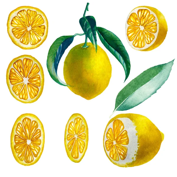 Limon. Botanik suluboya izole edilmiş.