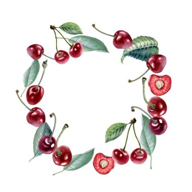 Kiraz. Kiraz çileğinin botanik suluboya çizimi.