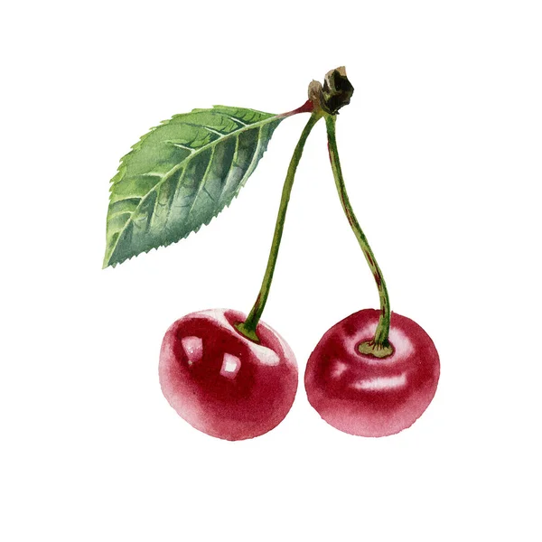 Cherry. Botanical watercolor illustration of cherry berry. — 스톡 사진
