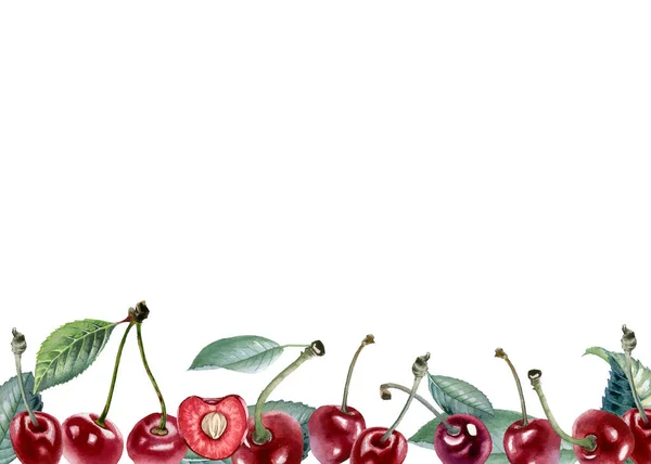 Cherry. Botanical watercolor illustration of cherry berry. — ストック写真