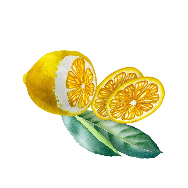 Lemon. Botanická akvarel izolované ilustrace. — Stock fotografie