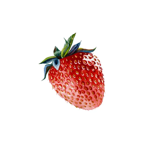 Strawberry. Botanical watercolor illustration of red strawberry. — Photo