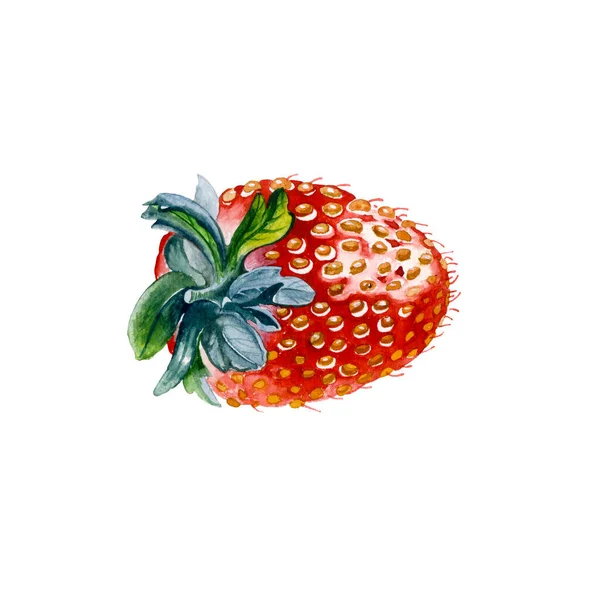 Клубничный. Ботаническая акварельная иллюстрация красной клубники. — стоковое фото