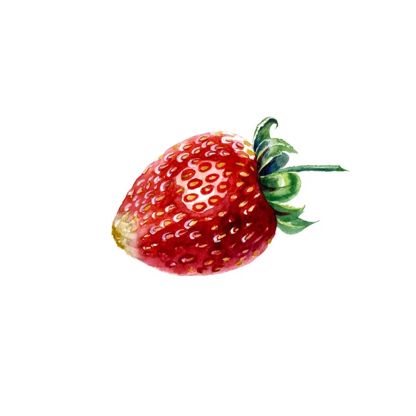 Strawberry. Botanical watercolor illustration of red strawberry. — ストック写真