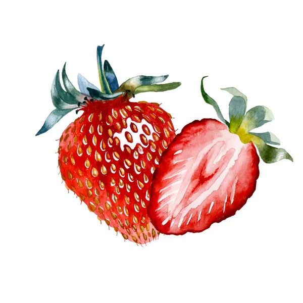 Çilekli. Kırmızı çileğin botanik suluboya çizimi.