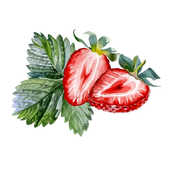 Strawberry. Botanical watercolor illustration of red strawberry. — стоковое фото