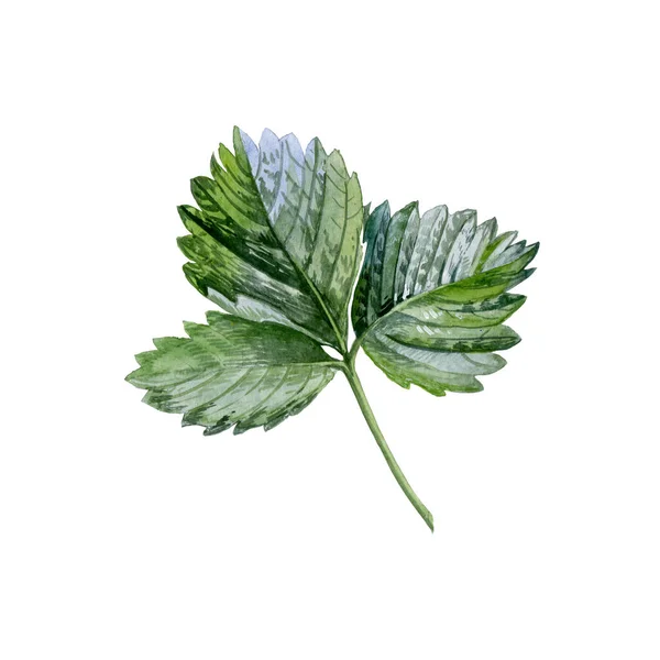 Leaves. Botanical watercolor isolated illustration. — Stock fotografie