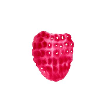 Kırmızı ahududu renginin botanik suluboya çizimi.