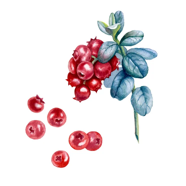 Botanical watercolor illustration of red cowberry — Stockfoto