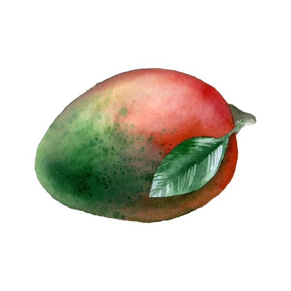 Botanical watercolor illustration of mango fruit — Stockfoto