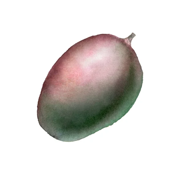 Botanical watercolor illustration of mango fruit — Stockfoto