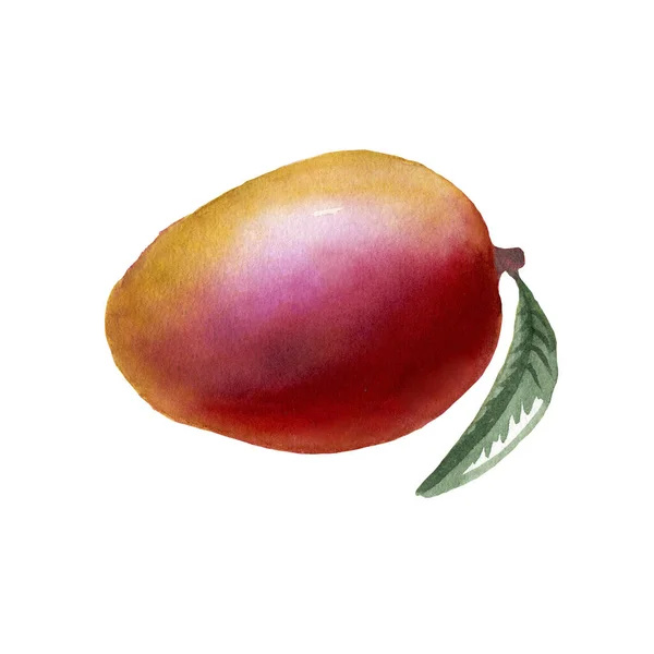 Botanical watercolor illustration of mango fruit — ストック写真