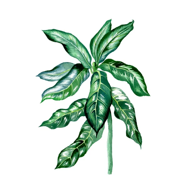 Mango Leaves. Botanická akvarel izolované ilustrace. — Stock fotografie