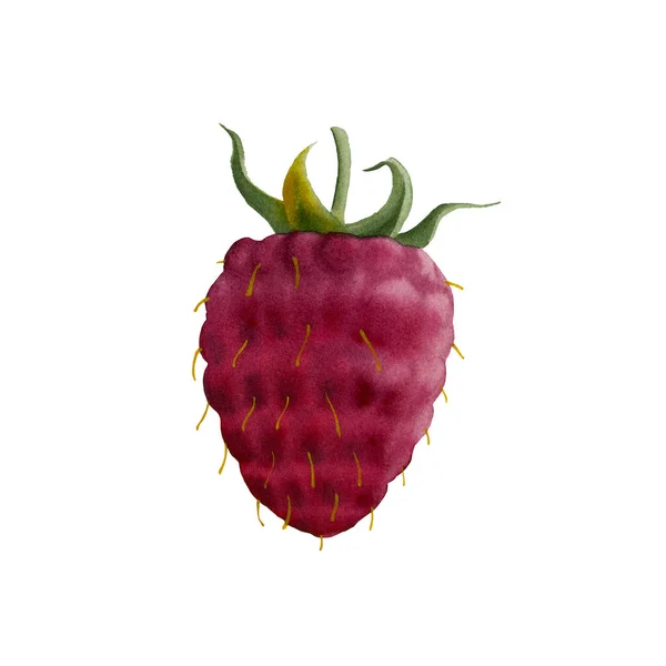 Botanical watercolor illustration of red raspberry. — ストック写真