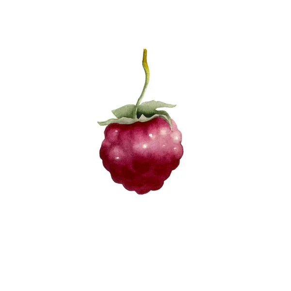 Botanical watercolor illustration of red raspberry. — Stock Fotó