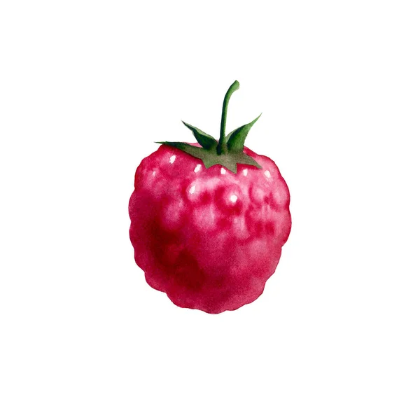 Botanical watercolor illustration of red raspberry. — ストック写真