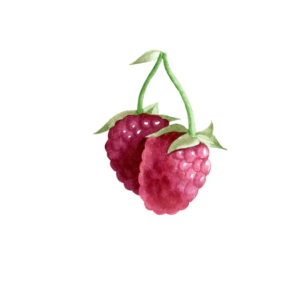 Ботаническая акварельная иллюстрация красной малины. — стоковое фото