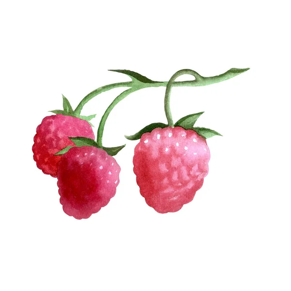 Botanical watercolor illustration of red raspberry. — Zdjęcie stockowe