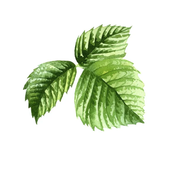 Raspberry Leaves. Botanical watercolor isolated illustration. — Stock fotografie